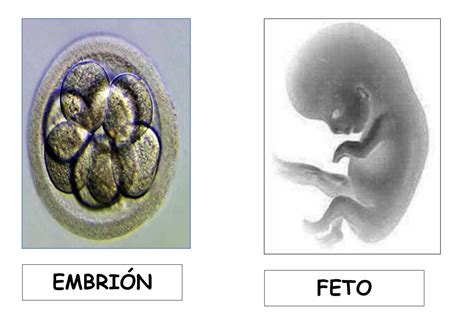 Calaméo Embrión Feto