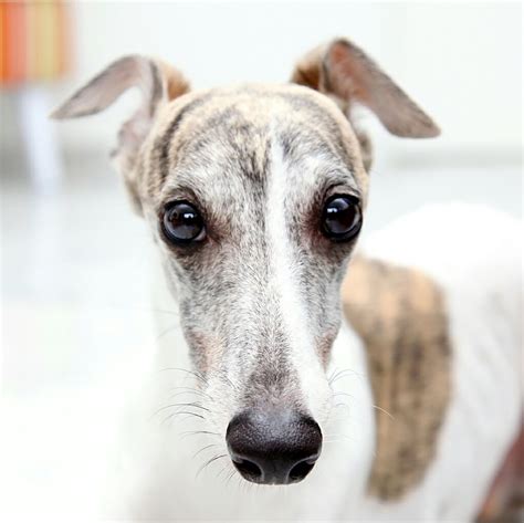 Whippet Dog Breed Information And Characteristics