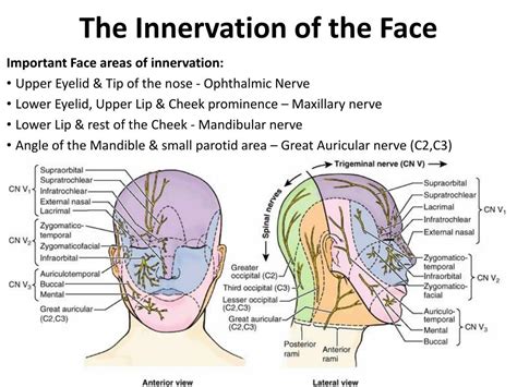 Ppt The Face And Muscles Of Facial Expressions Powerpoint Presentation