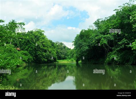River Surrounded By Trees Stock Photo Alamy