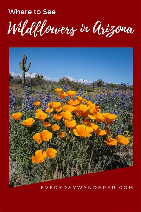 Best Places To See Wildflowers In Arizona Arizona Travel Arizona