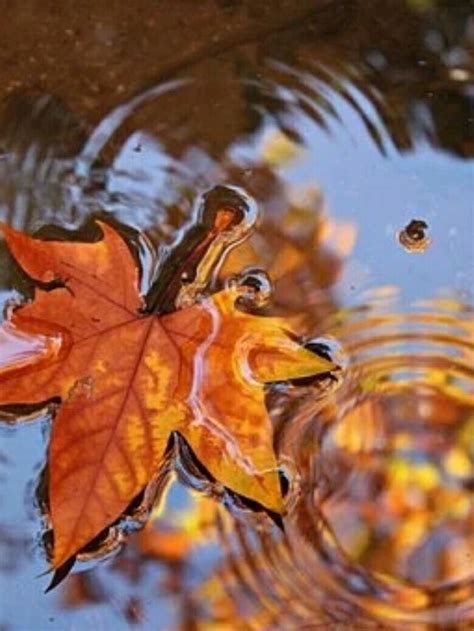 An Orange Leaf Floating On Top Of Water