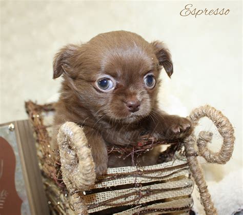 All Chocolate Chihuahua Pups