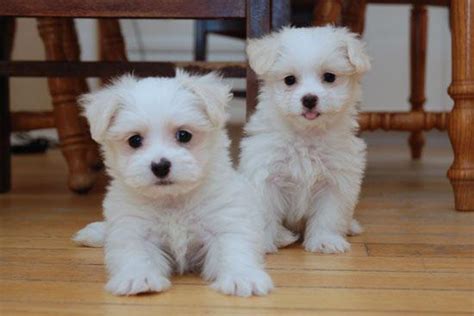 Purebred Maltese Puppies For Adoption Maltese Badhber
