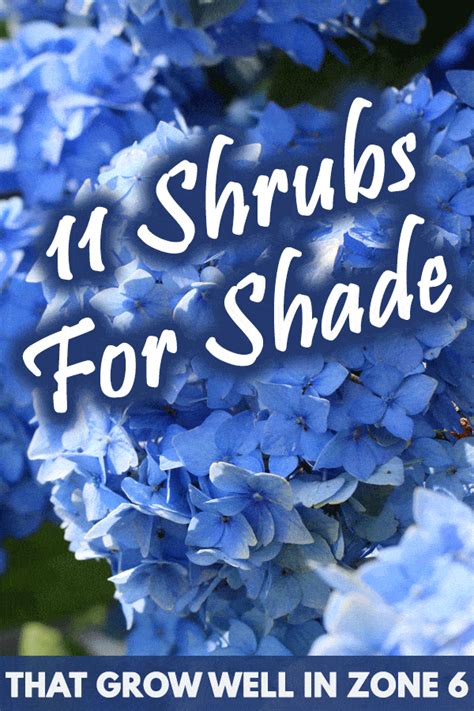 11 Shrubs For Shade That Grow Well In Zone 6 Garden Tabs Shade