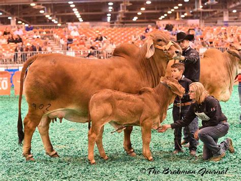 Brahman cow ki pehchan aur khobian, brahman bull. 2018 Houston Livestock Show and Rodeo, Brahman Cattle Show ...