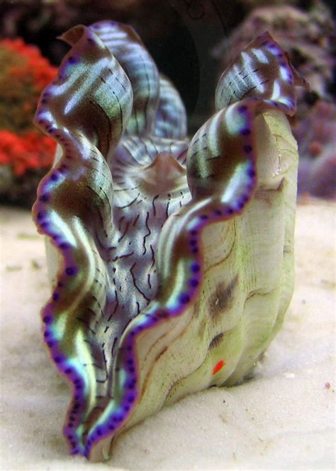 63 Best Images About Giant Clam Tridacnidae On Pinterest Conch