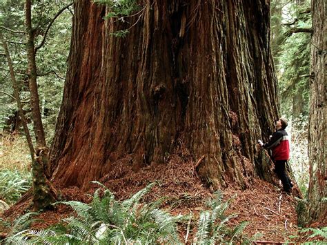 Explore The Historic Trees At Roys Redwoods