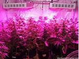 Photos of Can You Grow Marijuana With Led Lights