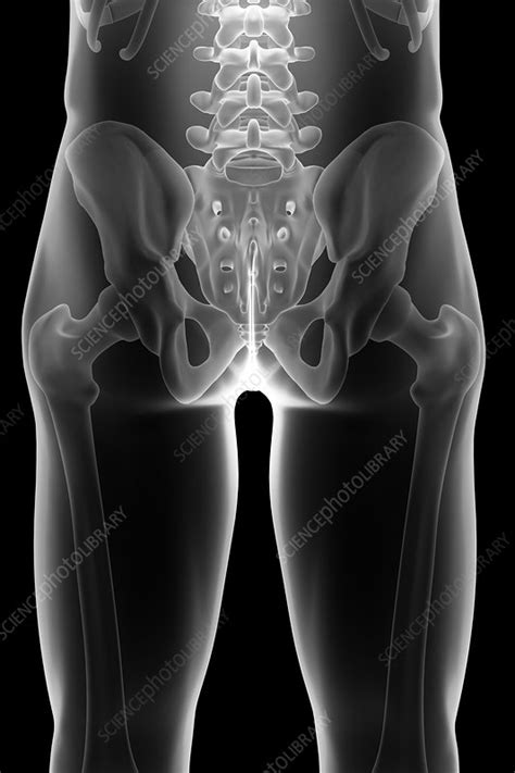 Bones of the Pelvis and Lower Back - Stock Image - C020/1260 - Science
