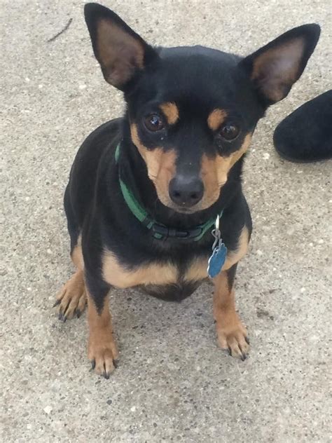Min Pin Chihuahua Terrier Mix Pets Lovers