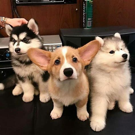Three Doggos Lookin F I N E Raww