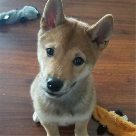 Who should get a shiba inu dog? Adopt a Shiba Inu puppy near Washington, DC | Get Your Pet