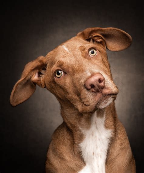 Dog Photography Gallery Portraits Of Dogs By Vancouver Fine Art