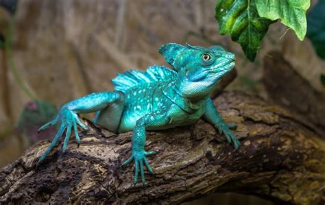 Basilisk Lizard Care Guide Diet Lifespan And More Petsoid