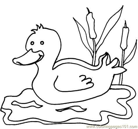 More free printable animal coloring pages and sheets can be found in the animal color page gallery. Duck Coloring Page 02 Coloring Page - Free Ducks Coloring ...