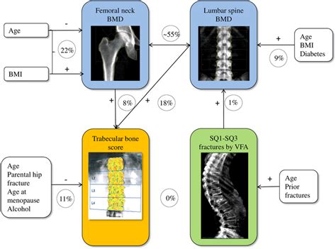 Associations Between Femoral Neck And Lumbar Spine Bone Mineral Density