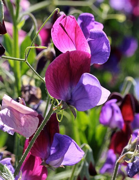 Flower Sweet Pea Old Spice Cupani Flowers Premier