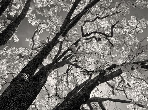 รูปภาพ ต้นไม้ สาขา ฤดูหนาว ดำและขาว ปลูก แสงแดด ดอกไม้ ลำต้น
