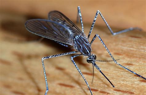 Mosquitoes Resistant To Insecticide Discovered In Jigawa Lisdel