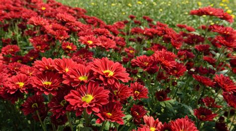 Vibrant Flowers For Your Winter Garden The Statesman