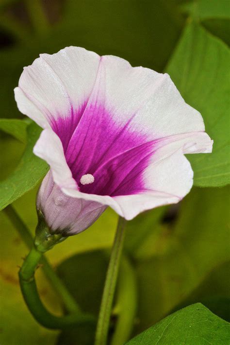 Sweet Potato Flower Sweet Potato Flower Flowers Sweet Potato