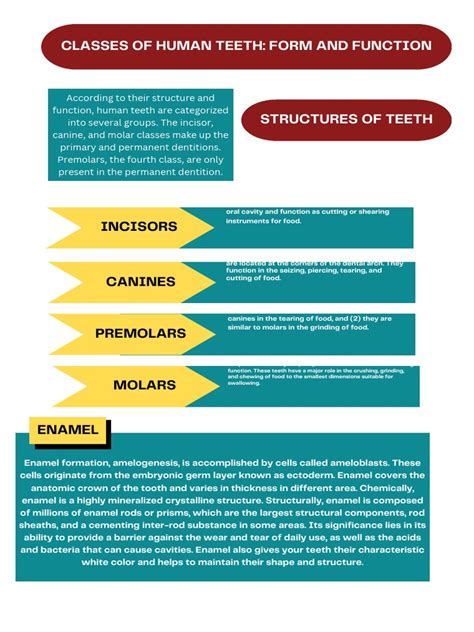 Clinical Significance Of Dental Anatomy Histology Physiology And