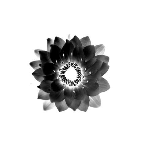 White lotus flower black and white flowers lotus flower art watercolor flower arte floral white aesthetic belle photo flower tattoos black and white photography. vector, Flower, Black, White, Background Wallpapers HD ...