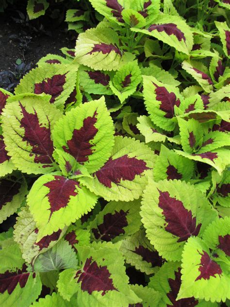 Kong Coleus And Much More Rotary Botanical Gardens