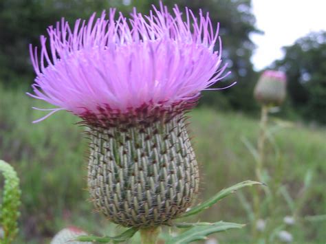 Spear Thistle Clip Art Library