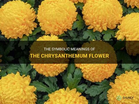 The Symbolic Meanings Of The Chrysanthemum Flower Shuncy