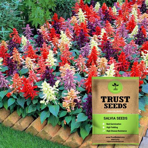 Home And Garden Plants Seeds Trustbasket