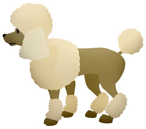 Poodle Clipart Transparent Miniature Poodle Png Download Full Images