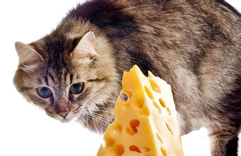 Can Cats Eat Mozzarella Cheese Petschoolclassroom