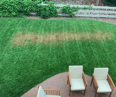 Sometimes, dog urine spots do not grow back especially when you take too much time before applying a. Why is My Grass Turning Yellow? 5 Ways to Turn it Green ...