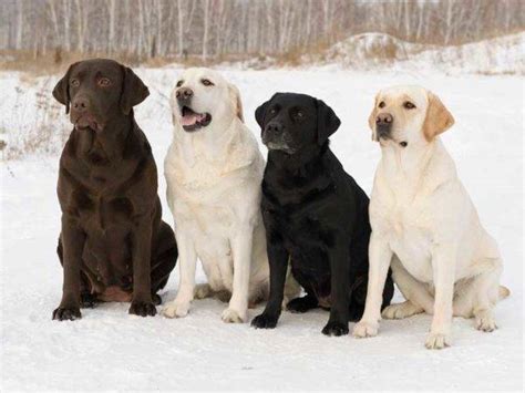 Лабрадор ретривер фото собаки цена описание породы характер видео