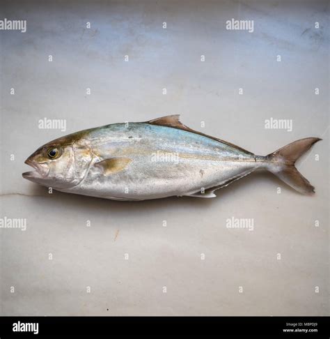 Amberjack Fish Fishing Hi Res Stock Photography And Images Alamy