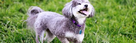 Schnoodle Schnauzer And A Poodle Mix Breed Facts And Temperament