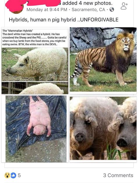 The Bottom Left Photo Is Apparently A Human Pig Hybrid Born To A Sheep