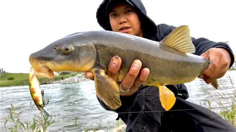 Sucker Fish Bow River Calgary Fishing Using Csthandmadelures