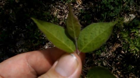 Identifying Asian Bush Honeysuckle Invasive Plant Youtube