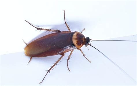 Why Are The Cockroaches In Jacksonville So Hard To Get Rid Of