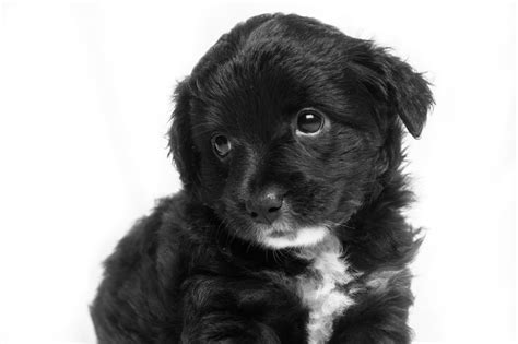 Jennalineah Puppies And Dogs Fluffy Black And White Puppy By Joel