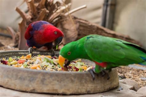 What Do Parrots Eat 5 Types Of Parrot Food Parrot Essentials