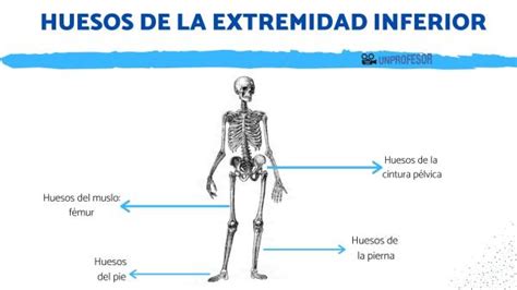 Todos Los Huesos De La Extremidad Inferior Con Fotos