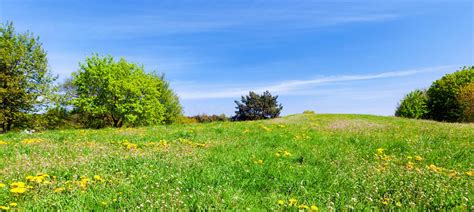 Panorama Of Summer Meadow With Green Grass Trees And Blue Sky Stock