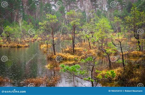 Moor Forest Stock Photo Image Of Fluid Creek Peace 98325410