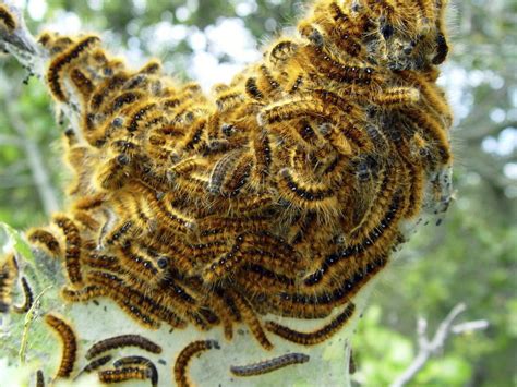 The Western Tent Caterpillar Though Unsightly Is Mostly Just An