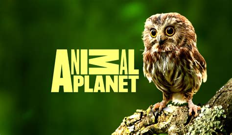 Animal planet europe on belintersat 1: ANIMAL PLANET - мост между двумя мирами | Mediasat