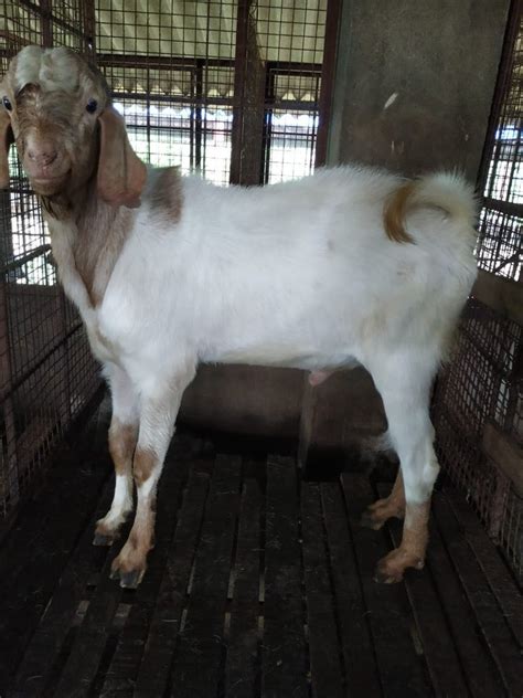 Beetel And Boer Cross Black Bakrid Qurbani Goats At Rs 550kg In Bengaluru Id 25895408991